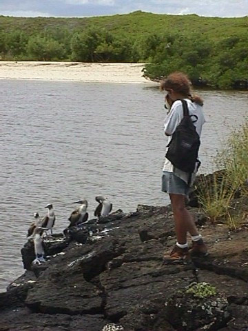 Dorothy Photographs Blue-footed Boobies